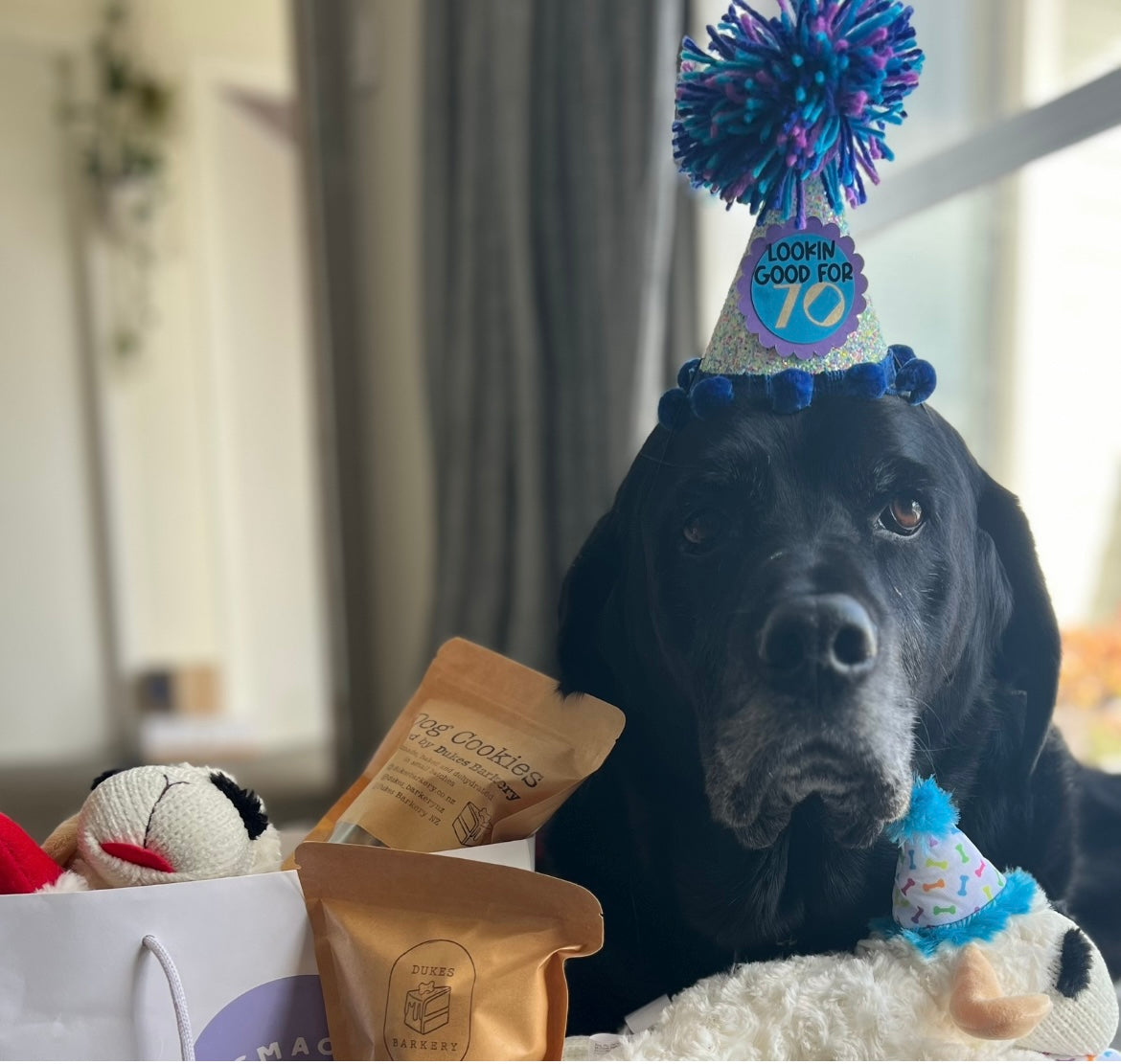 Personalised Dog Pawty Hat